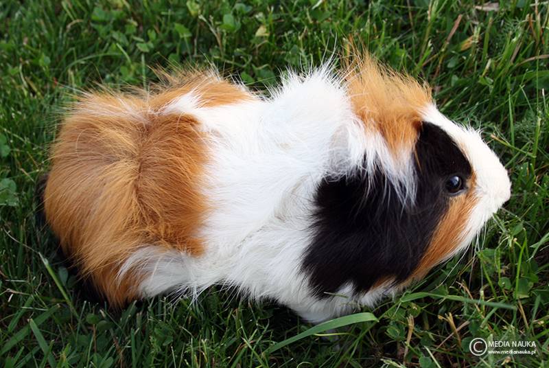 kawia domowa (Cavia porcellus)
