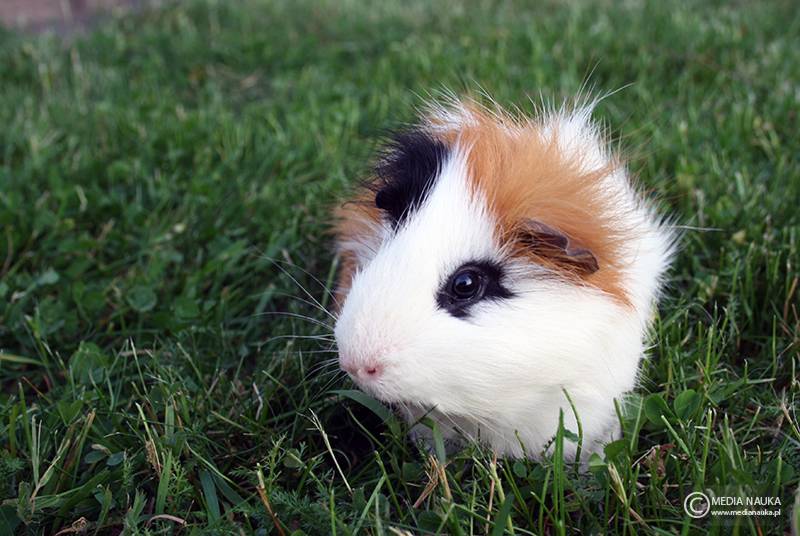 kawia domowa (Cavia porcellus)