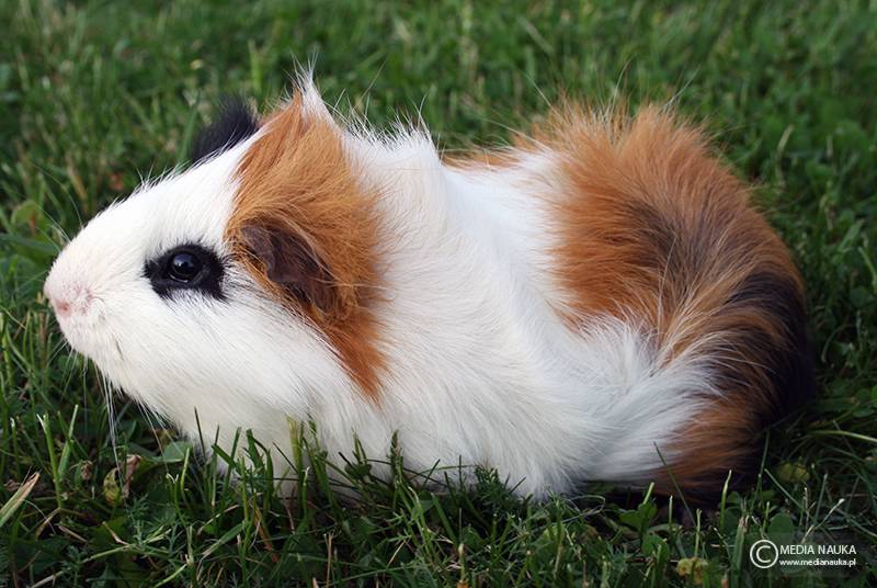kawia domowa (Cavia porcellus)