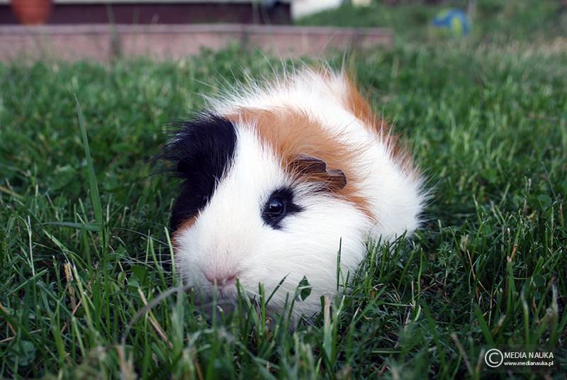 kawia domowa (Cavia porcellus)