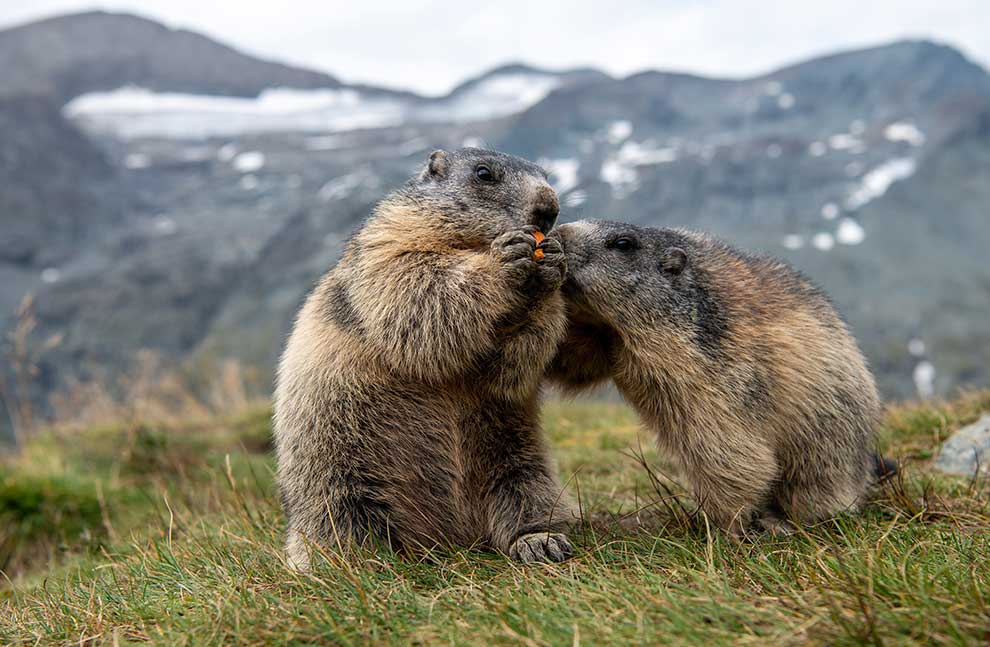 świstak alpejski (Marmota marmota)