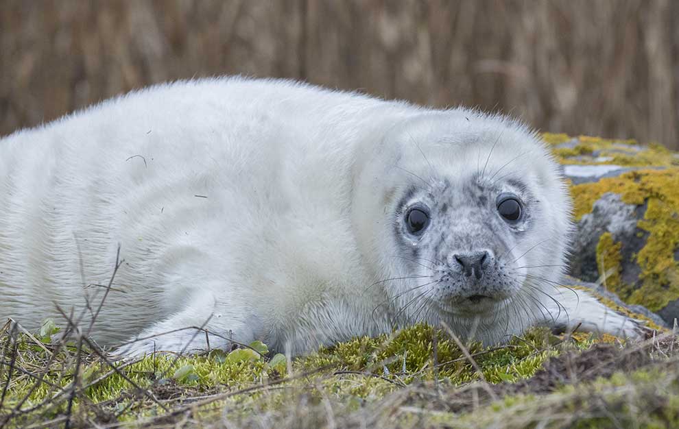 szarytka morska (Halichoerus grypus)