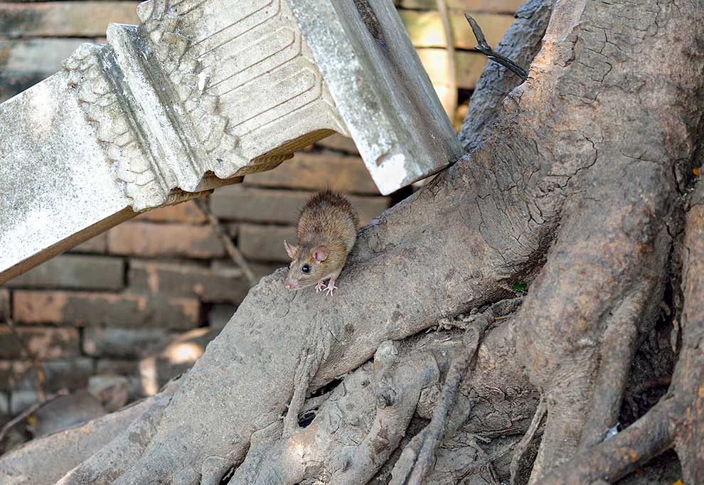 szczur wędrowny (Rattus norvegicus)