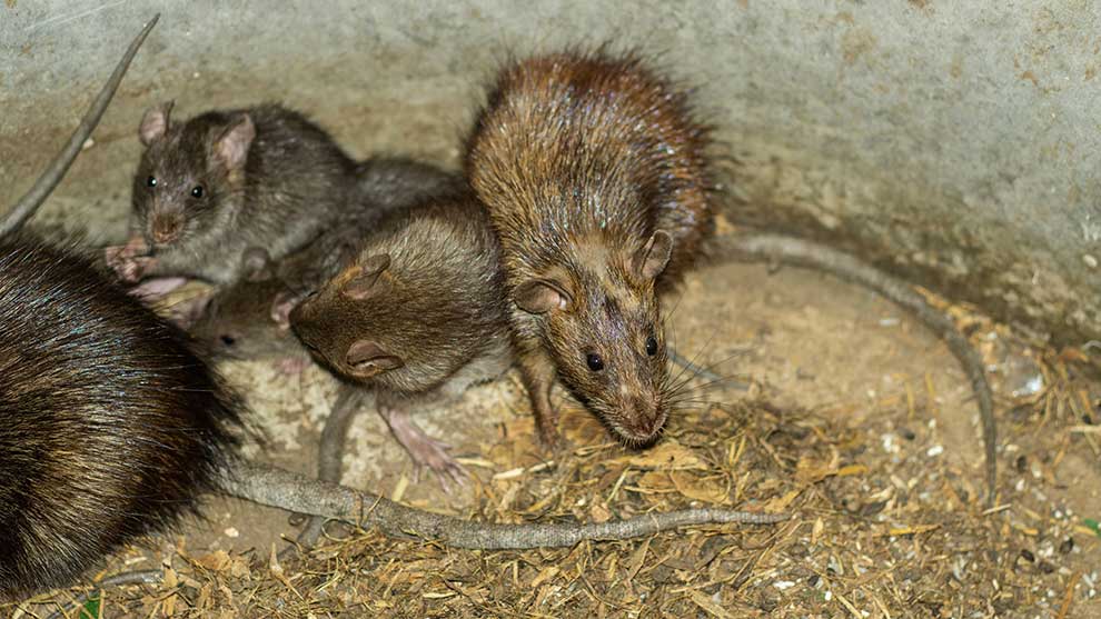 szczur wędrowny (Rattus norvegicus)