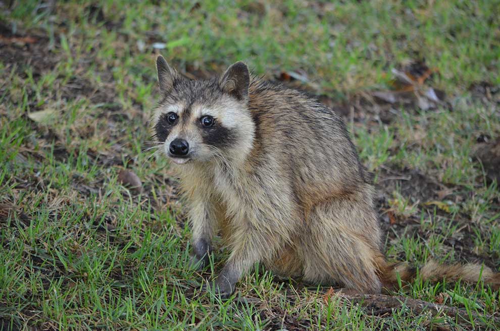 szop pracz (Procyon lotor)