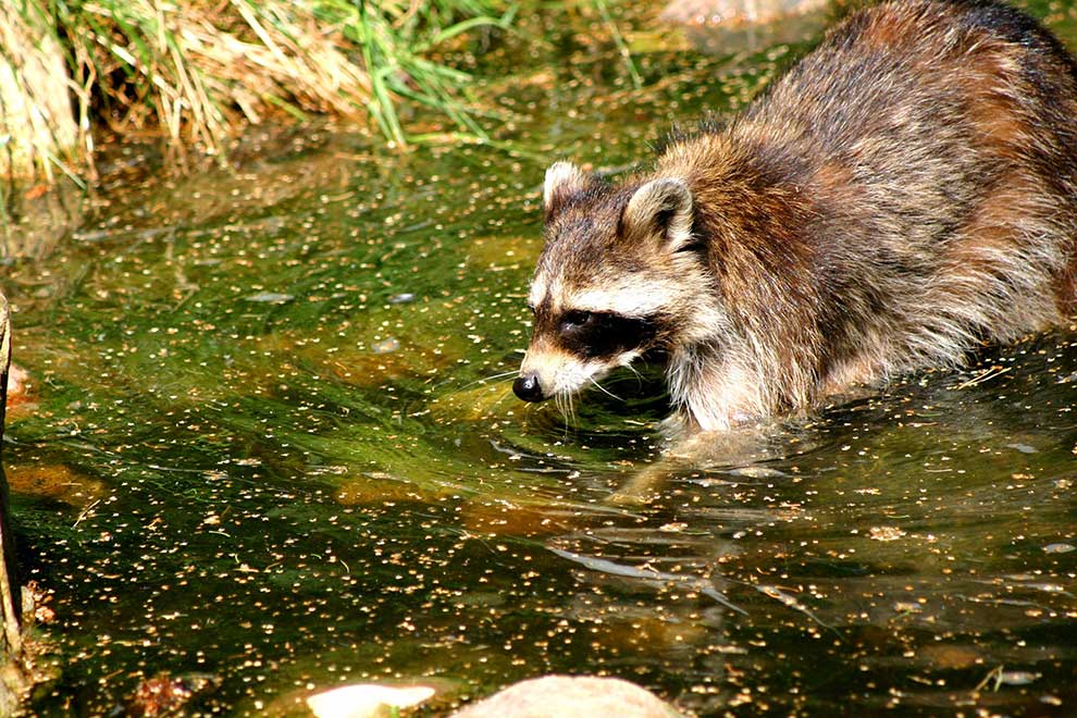 szop pracz (Procyon lotor)