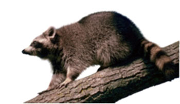 szop pracz (Procyon lotor)