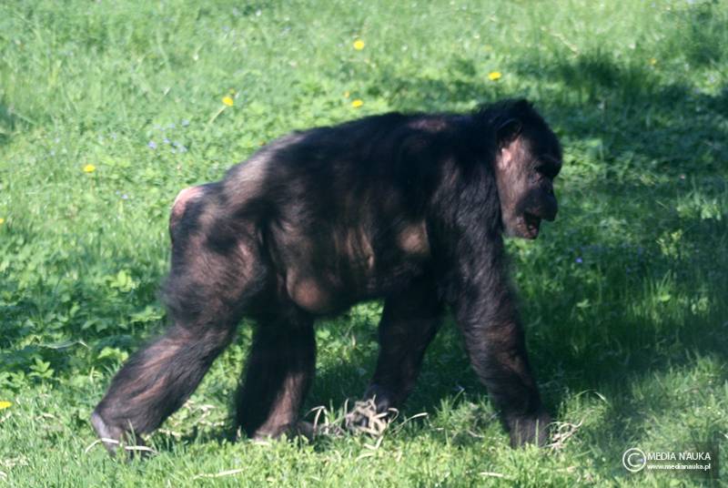 szympans (Pan troglodytes)