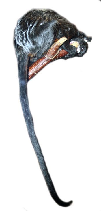 tamaryna czerwonobrzucha (Saguinus labiatus)