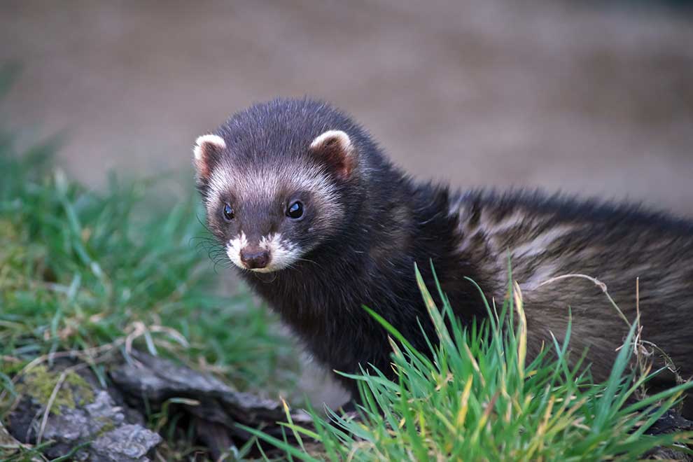tchórz zwyczajny (Mustela putorius)