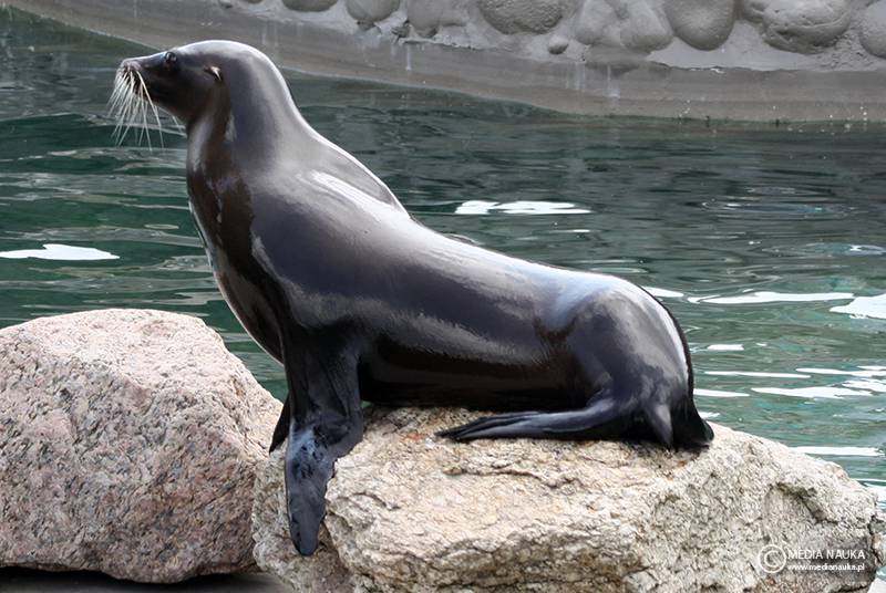 uszanka kalifornijska (Zalophus californianus)