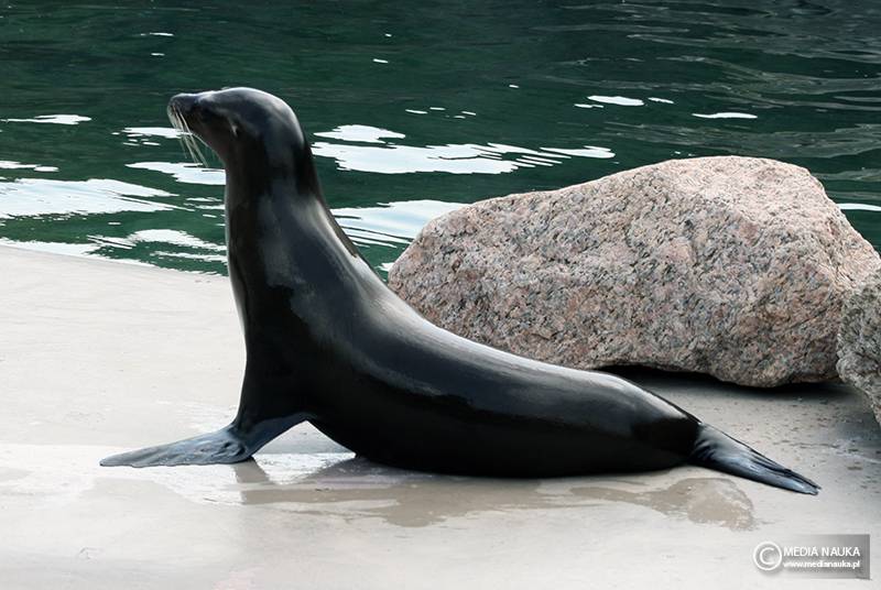 uszanka kalifornijska (Zalophus californianus)
