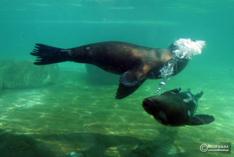 uszanka kalifornijska (Zalophus californianus)
