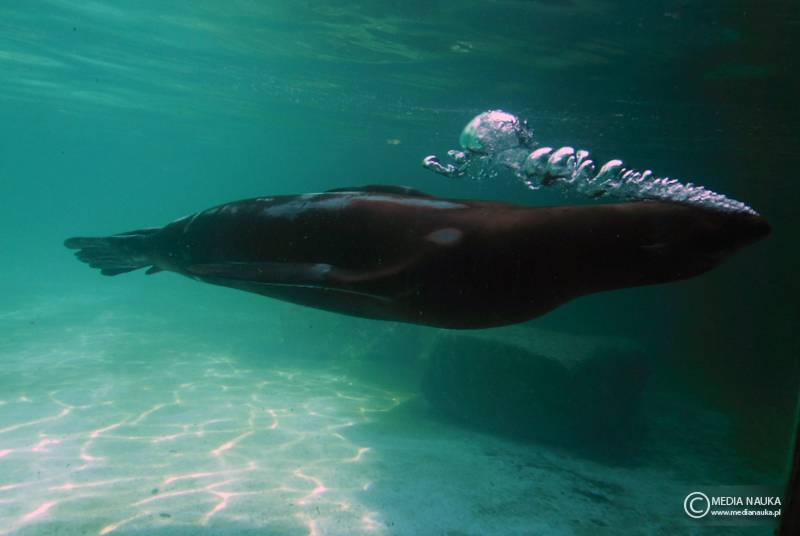 uszanka kalifornijska (Zalophus californianus)