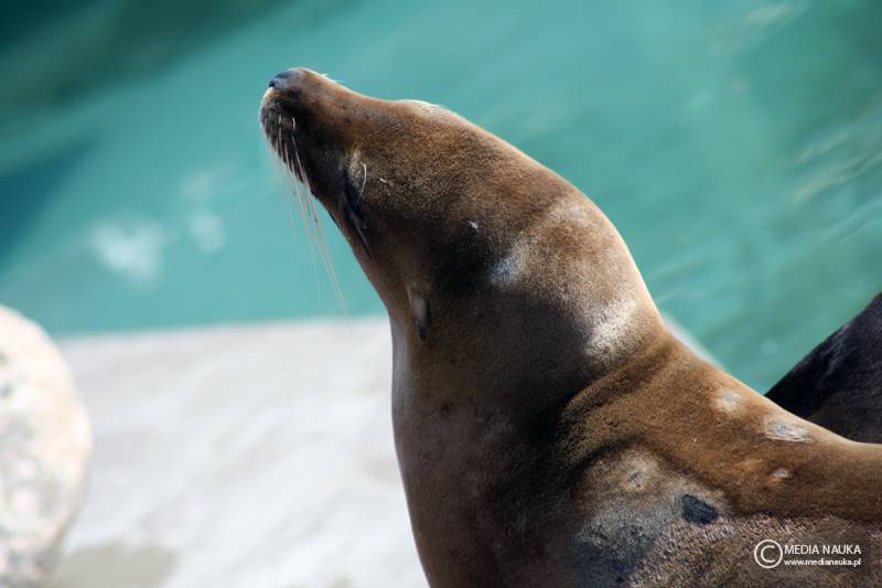 uszanka kalifornijska (Zalophus californianus)