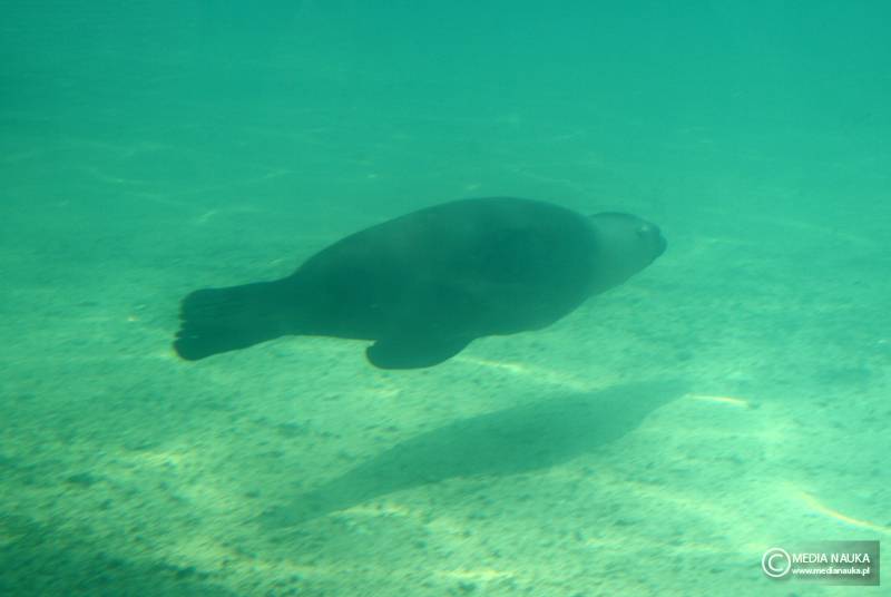uszanka kalifornijska (Zalophus californianus)