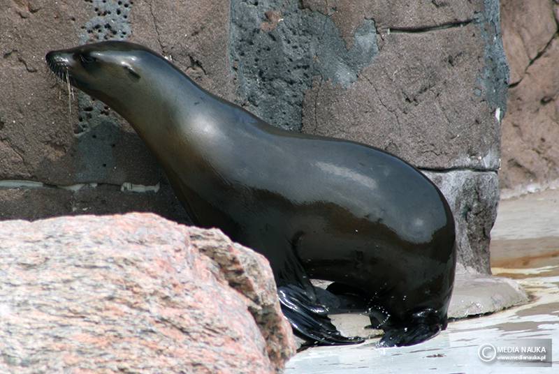 uszanka kalifornijska (Zalophus californianus)