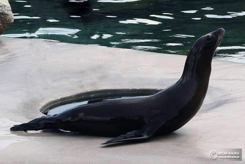 uszanka kalifornijska (Zalophus californianus)