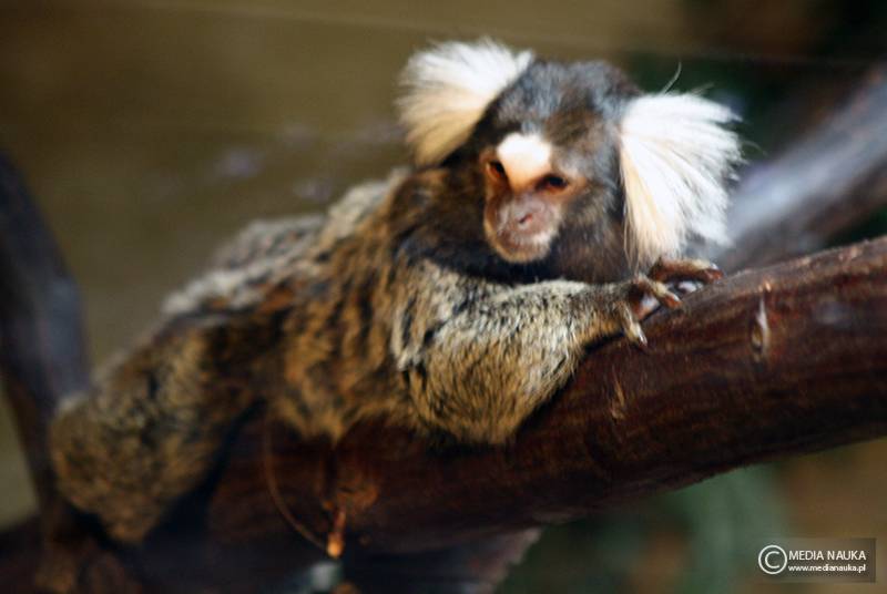 uistiti białoucha (Callithrix jacchus)