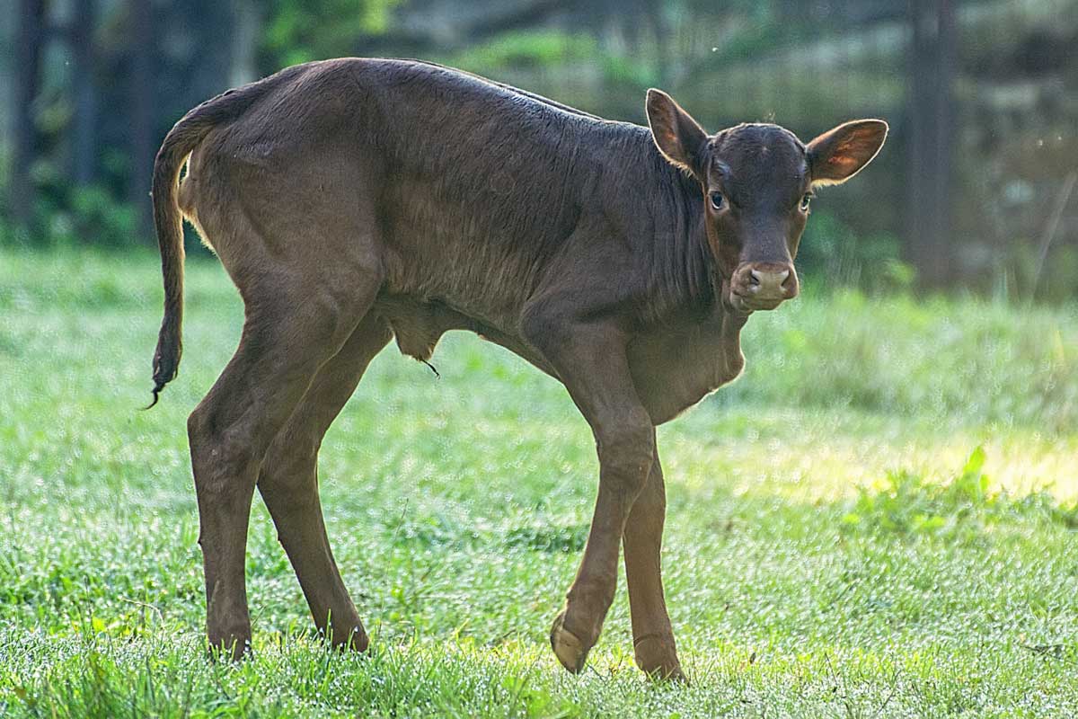 bydło domowe, tur europejski (Bos taurus)