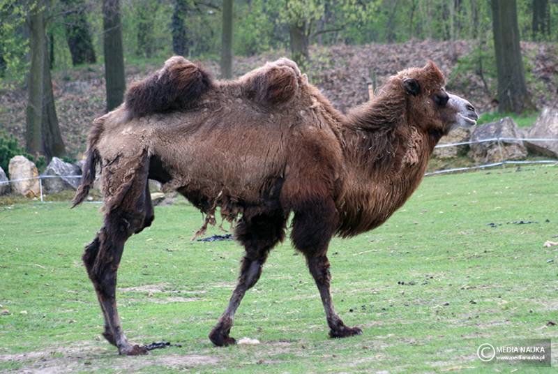 wielbłąd dwugarbny (Camelus bactrianus)
