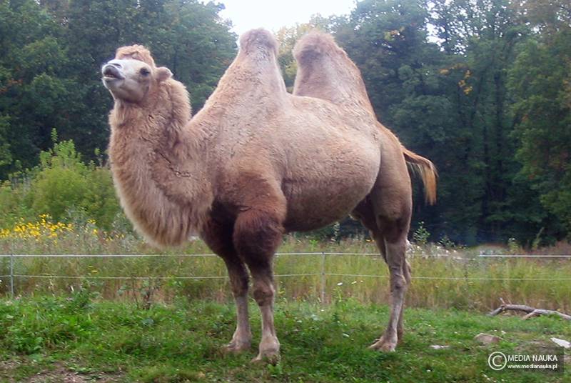 wielbłąd dwugarbny (Camelus bactrianus)