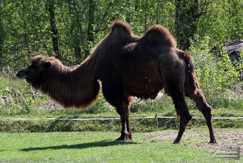 wielbłąd dwugarbny (Camelus bactrianus)