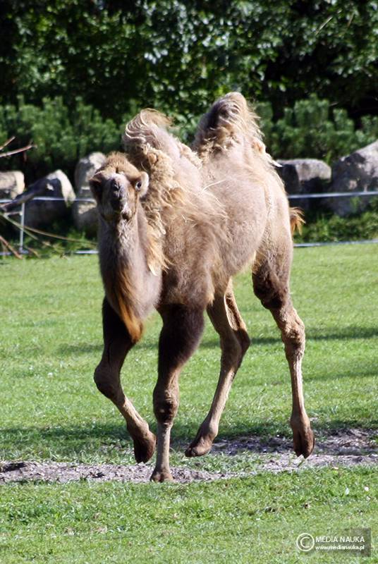 wielbłąd dwugarbny (Camelus bactrianus)