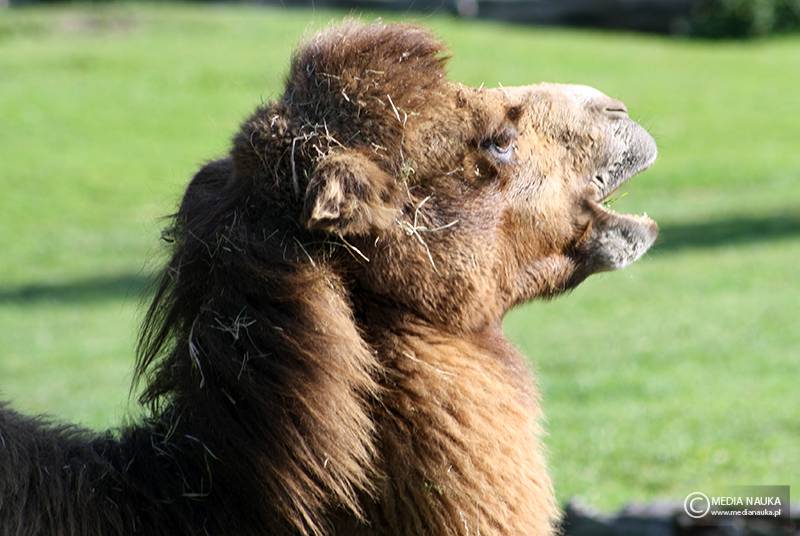 wielbłąd dwugarbny (Camelus bactrianus)