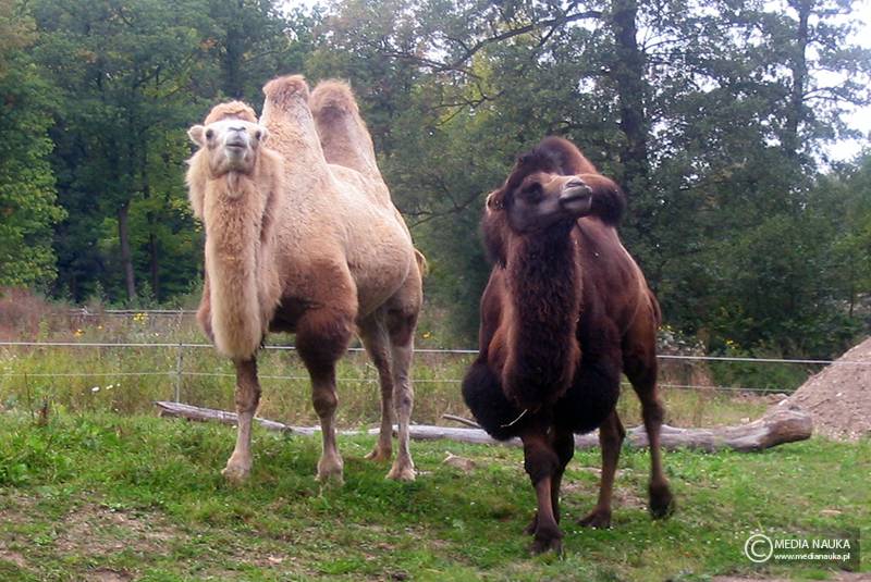 wielbłąd dwugarbny (Camelus bactrianus)