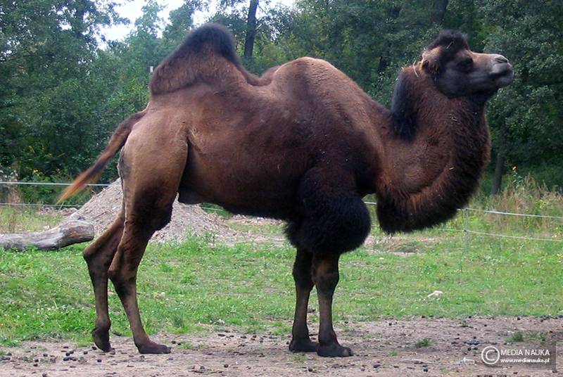 wielbłąd dwugarbny (Camelus bactrianus)