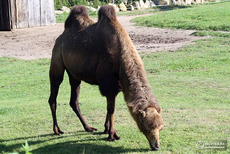 wielbłąd dwugarbny (Camelus bactrianus)