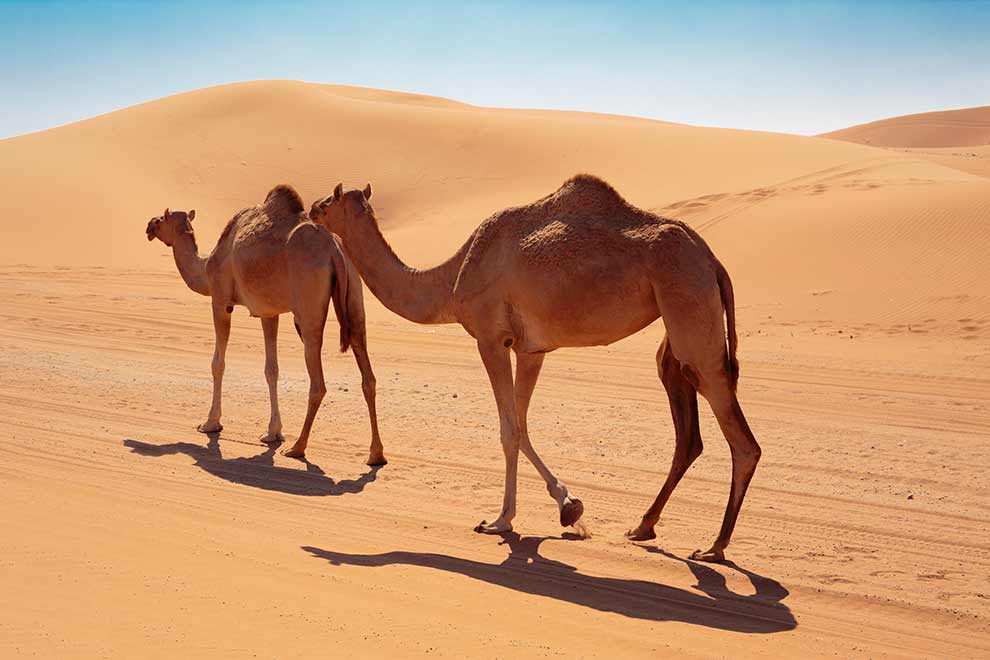 wielbłąd jednogarbny (Camelus dromedarius)