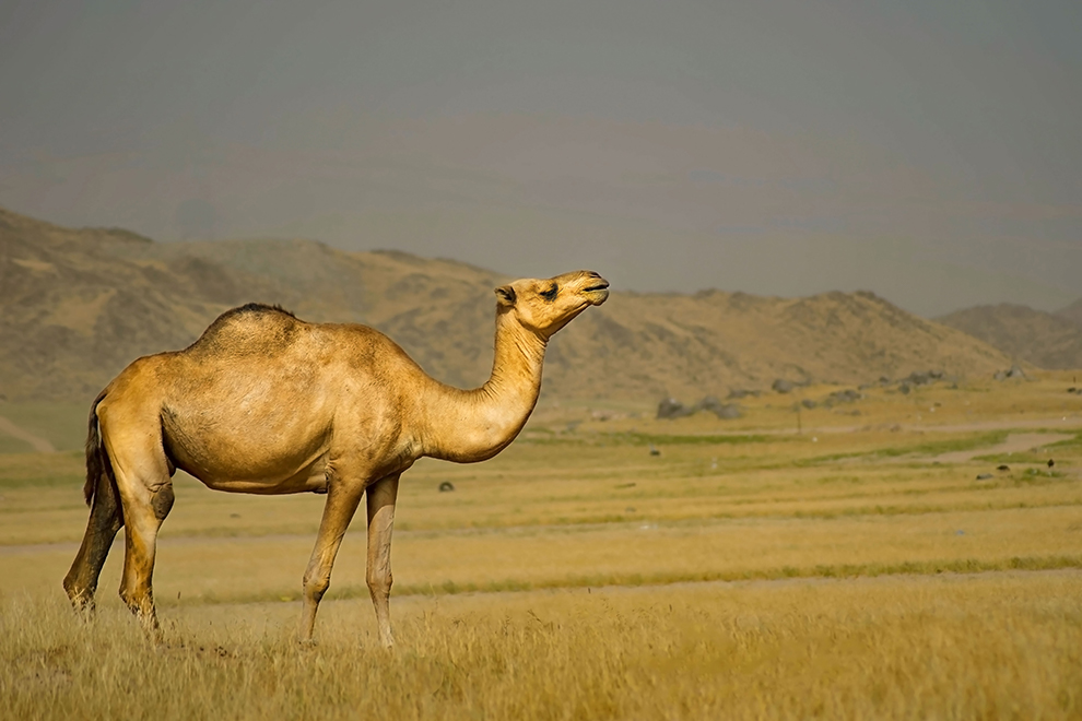 wielbłąd jednogarbny (Camelus dromedarius)