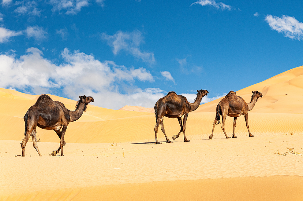 wielbłąd jednogarbny (Camelus dromedarius)