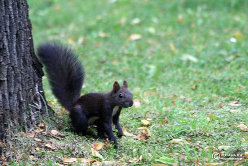wiewiórka pospolita (Sciurus vulgaris)