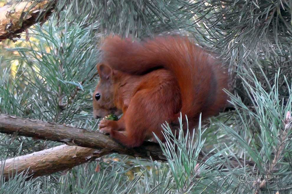 wiewiórka pospolita (Sciurus vulgaris)