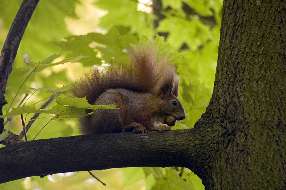 wiewiórka pospolita (Sciurus vulgaris)