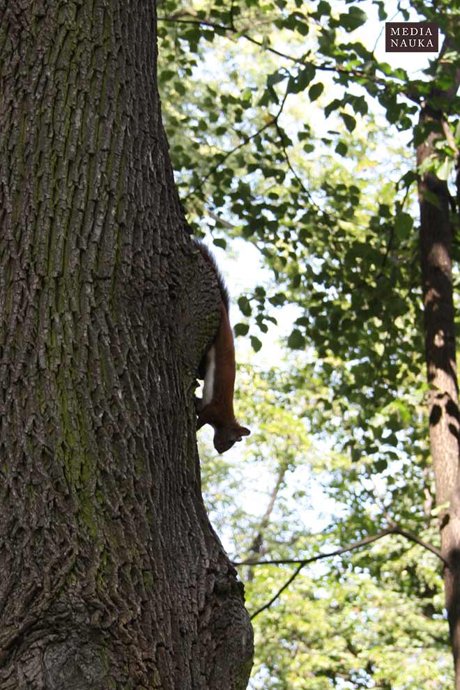 wiewiórka pospolita (Sciurus vulgaris)