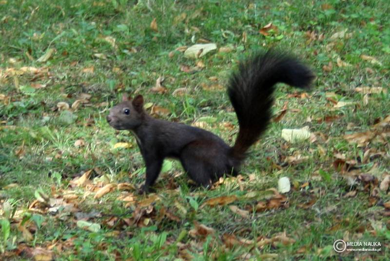 wiewiórka pospolita (Sciurus vulgaris)