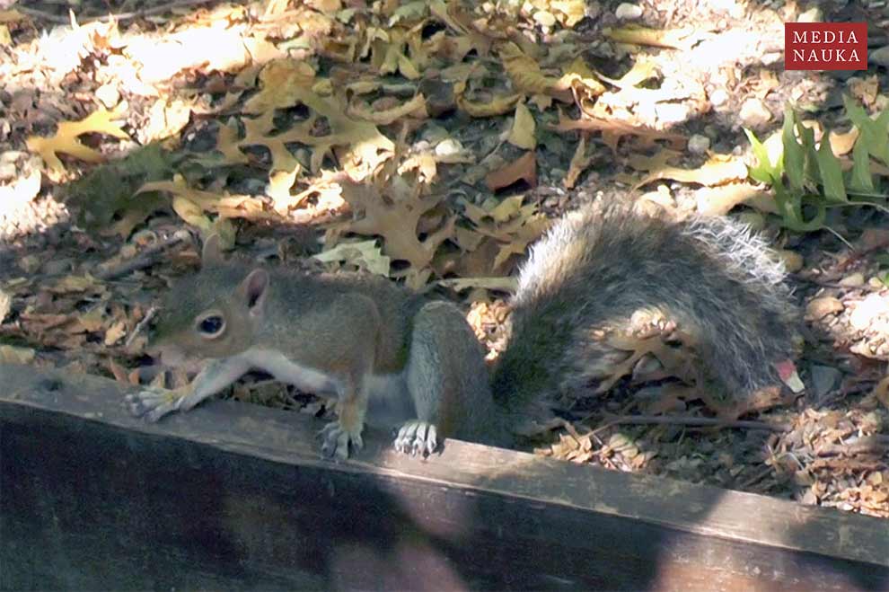 wiewiórka szara (Sciurus carolinensis)