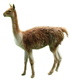 wikunia andyjska (Vicugna vicugna)