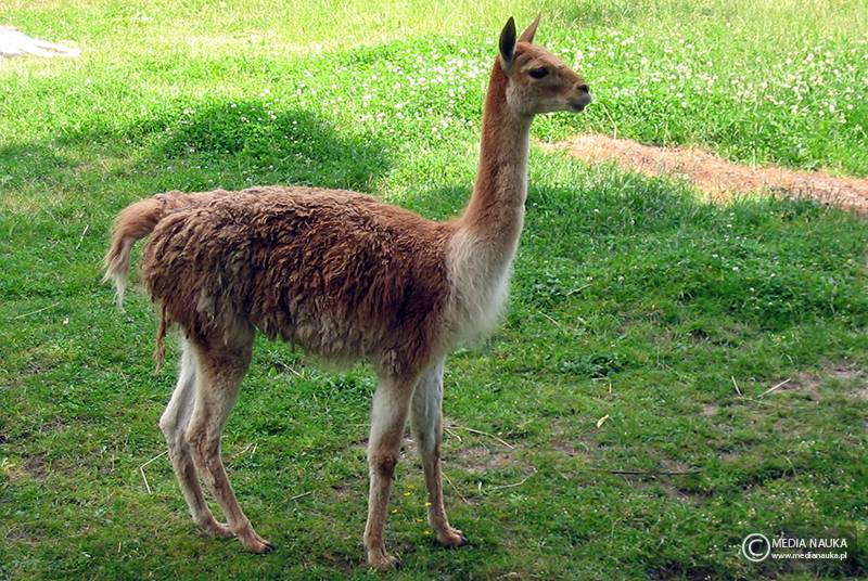 wikunia andyjska (Vicugna vicugna)