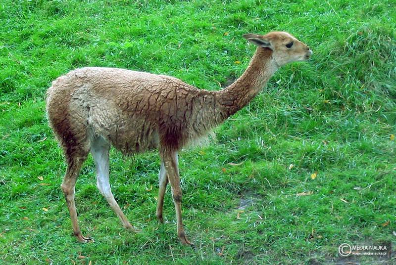 wikunia andyjska (Vicugna vicugna)