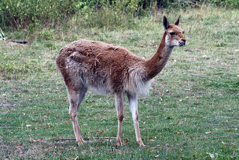 wikunia andyjska (Vicugna vicugna)