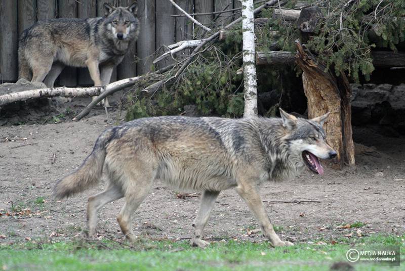 wilk szary (Canis lupus)