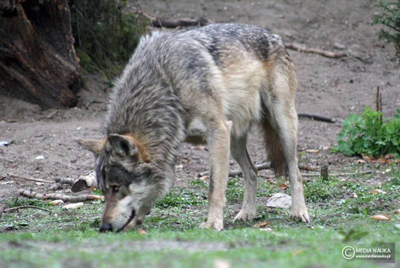 wilk szary (Canis lupus)
