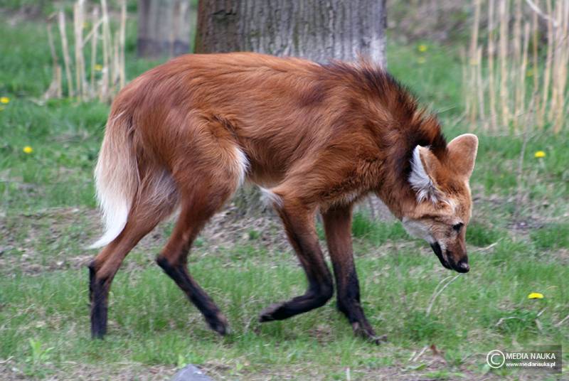 pampasowiec grzywiasty (Chrysocyon brachyurus)