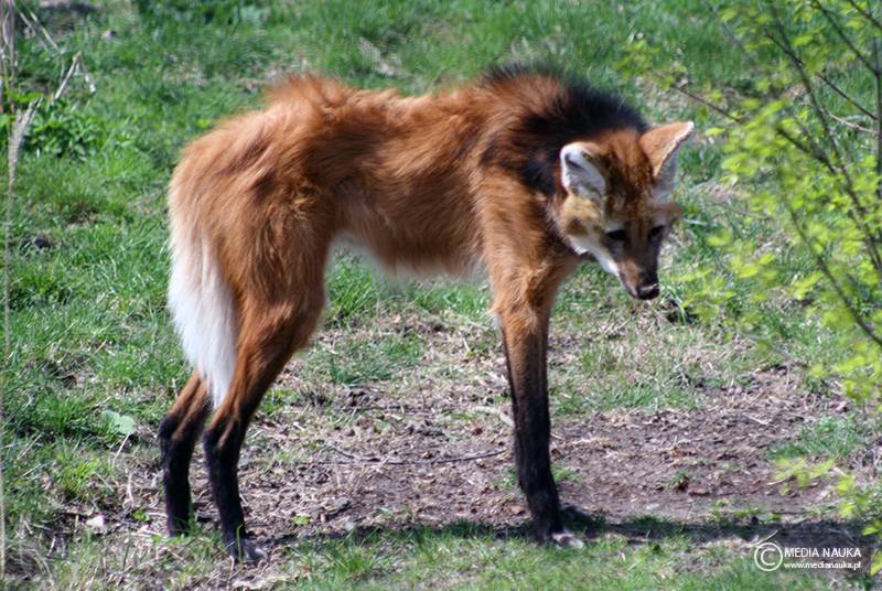 pampasowiec grzywiasty (Chrysocyon brachyurus)