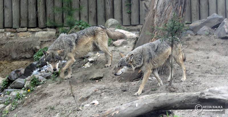 wilk szary (Canis lupus)